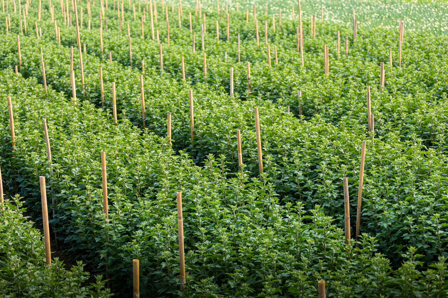 yield farming vs staking — Foto: Hồng Quang Official (Pexels)